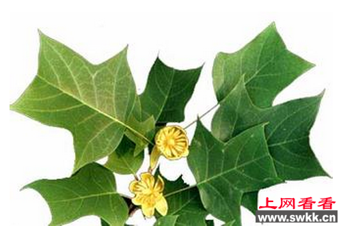 叙永首次发现野生鹅掌楸