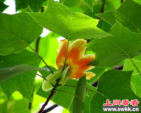 碧沙岗公园马褂木花开灿烂