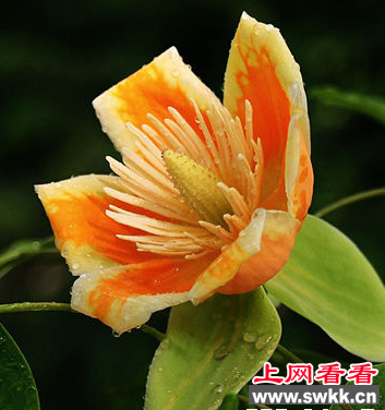 罕见鹅掌楸十五年首次开花