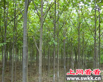 2000株马褂木寻买家