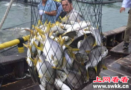 金鲳鱼再获大丰收