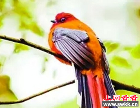 国家二级保护动物：咬鹃