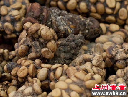 最贵的咖啡 竟是麝香猫的大便