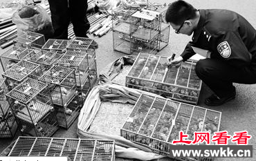 南京“鸟王”猎鸟200只被逮捕