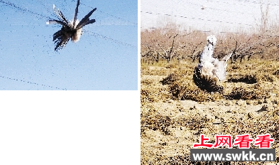 嚣张！郑州植物园内竟有人拉网猎鸟