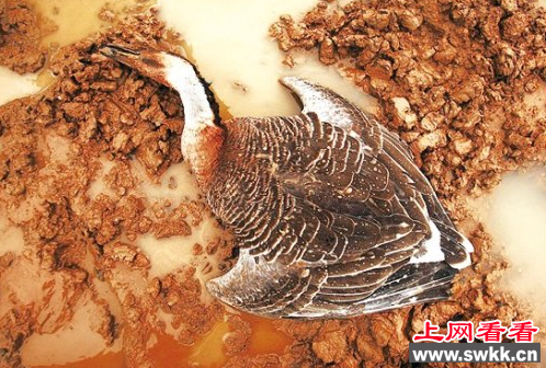 宜兴两男子猎鸟600只被逮捕