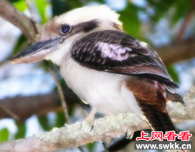深圳出新规定：猎鸟超20只将被判刑