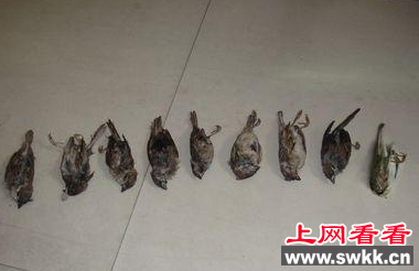 10天猎鸟3500只 猎鸟团伙被判刑