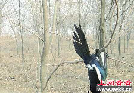 12名意大利人非法猎鸟被拘捕