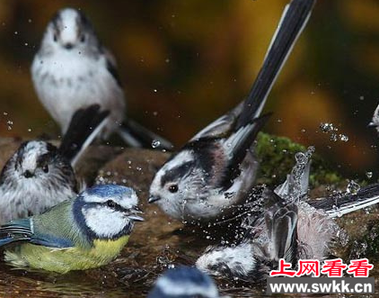 摄影师拍到蓝山雀集体洗澡画面