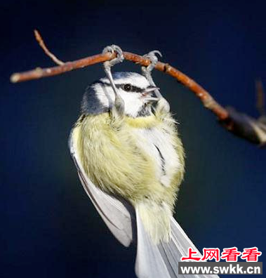 神奇蓝山雀竟会倒挂金钩