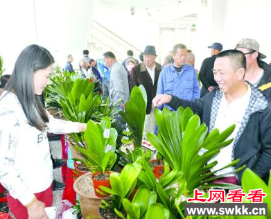 鞍山举办君子兰展览