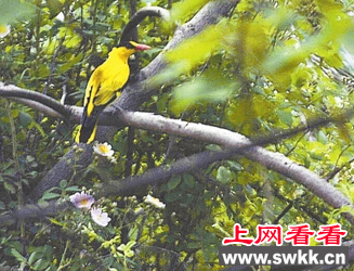 红头长尾山雀