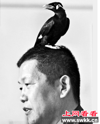 神奇鹩哥：竟然还会接电话