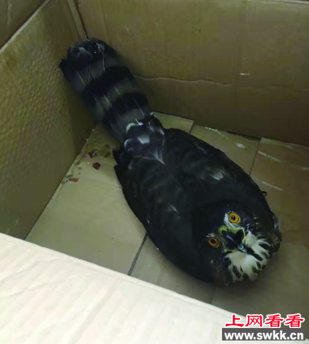 凤头鹰受伤被工人救助