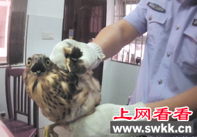 凤头鹰热的飞进餐馆吹冷气