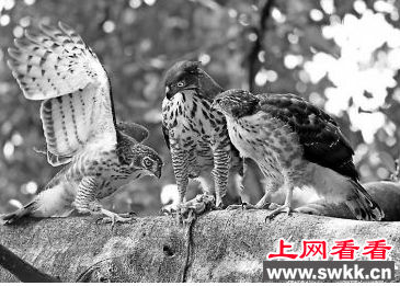 乌山以后可能再也见不到凤头鹰了