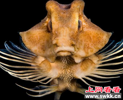 毒蛇鱼：靠身体发光诱捕猎物