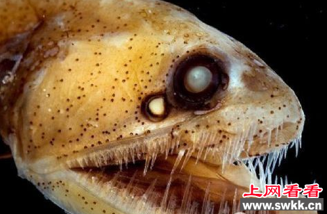 毒蛇鱼：长相狰狞恐怖