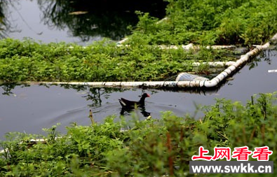 宜都天龙湾湿地公园惊现董鸡
