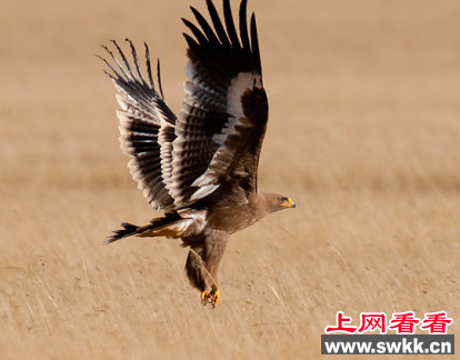 乌拉特后旗发现珍稀猛禽草原雕