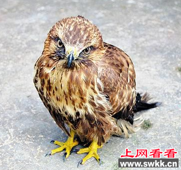 受伤草原雕惊现绵阳 被好心人救助