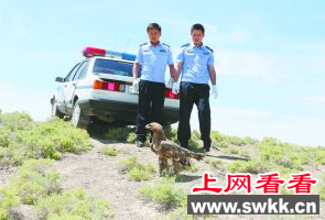山丹民警放生国家二级保护动物草原雕