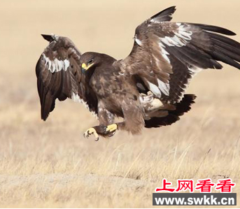 濒危动物保护中心救治一只罕见草原雕