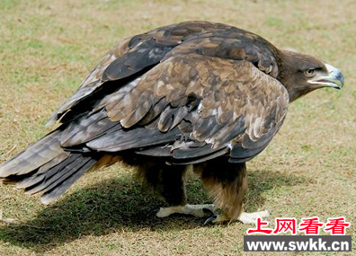 惊奇！草原雕偷鸡不成 反被鸡群围攻