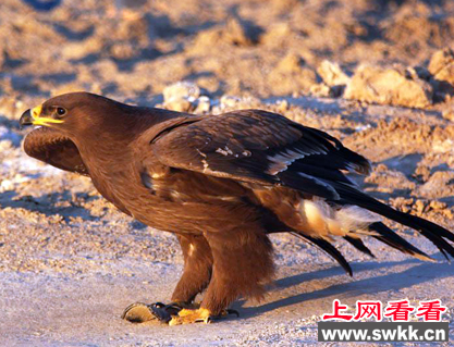 草原雕三天抓走两只羊 牧民头疼