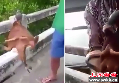 蝙蝠鱼：竟能用脚行走