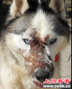 爱斯基摩狗被泼硫酸致死