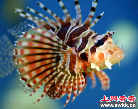 狮子鱼：生活在最深海底的鱼