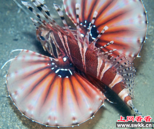 狮子鱼