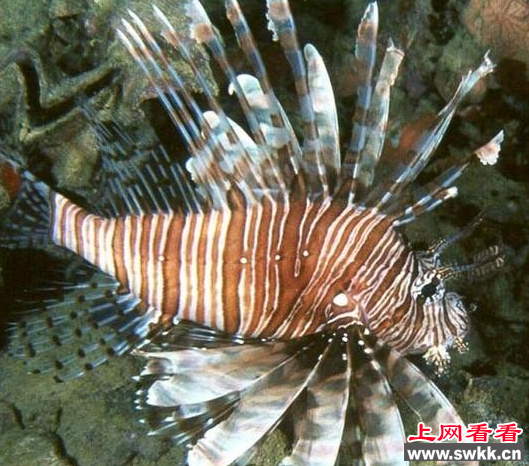 狮子鱼：水中的武士，胆子却很小