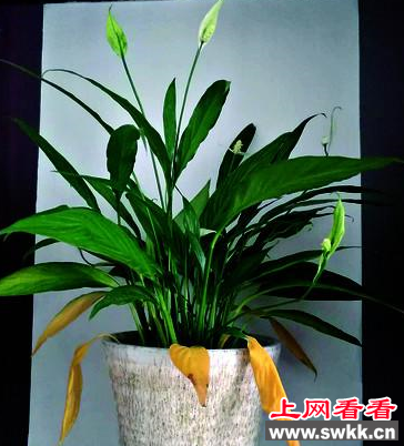 白掌叶子变黄的原因竟是因为缺水