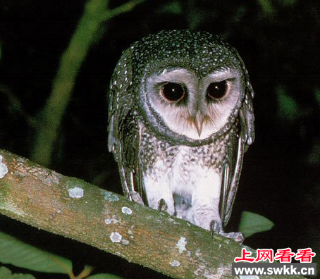 颐和园三只二级保护鸟类离奇失踪