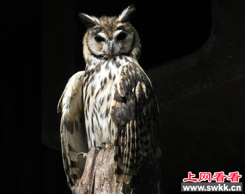 云南重现国家二级保护鸟类