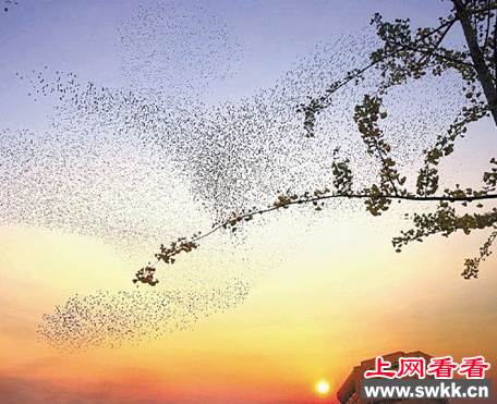 成群丝光椋鸟飞到登月湖