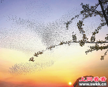 台州城区上空惊现大群丝光椋鸟