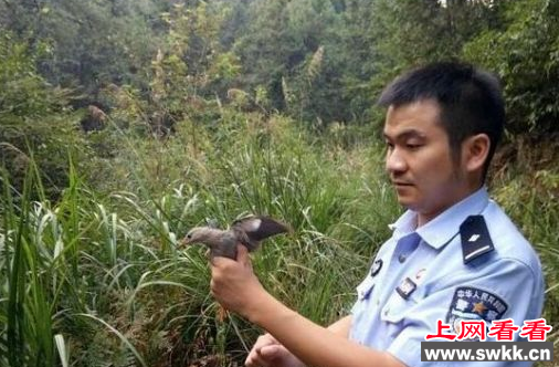 高安民警查获一起非法贩卖丝光椋鸟案件