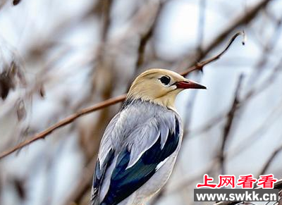 丝光椋鸟将在福州过冬