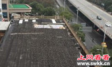 城区楼顶聚集大群丝光椋鸟 黑压压一片好吓人