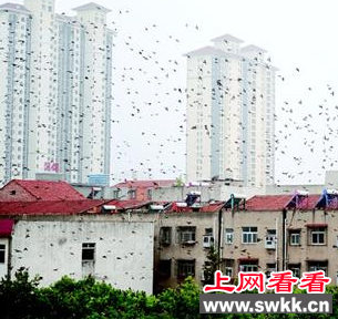 襄州一单位家属院现万鸟群栖景象