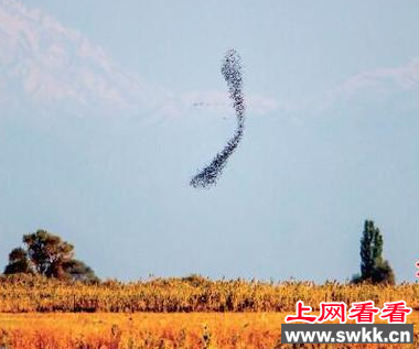 新疆塔城惊现大群丝光椋鸟