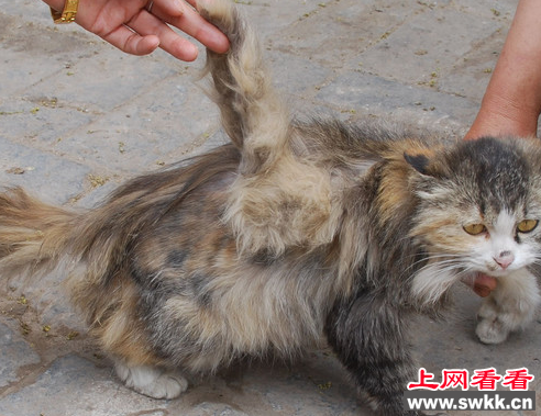长翅膀的猫