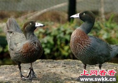 惊奇！英国一对山蓝鸭相亲相爱似恋人