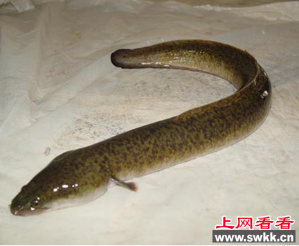 欧洲鳗鲡出口即将暂停