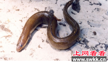 欧洲鳗鲡