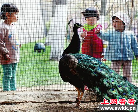环城公园引进一只珍稀动物绿孔雀 